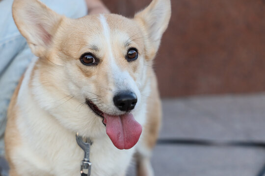 Happy Corgi Dog Portrait With Tongue Out, Large Ears, Alert Eyes, Collar, And Soft Blurred Background In Natural Daylight Closeup View For Pet Care And Animal Love Concepts And Friendly Domestic Life
