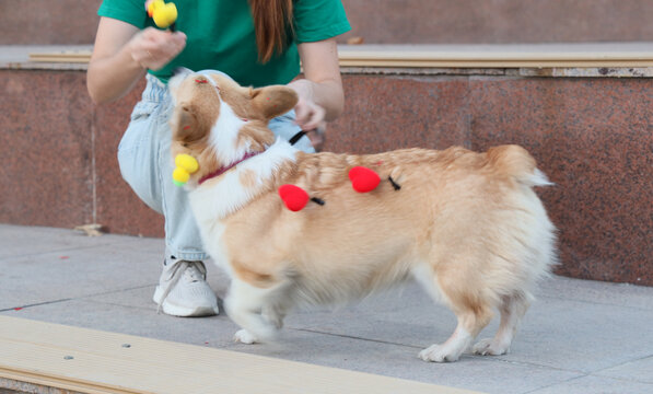 Young Woman Playing With Corgi Dog Wearing Colorful Pom Poms On Urban Sidewalk, Capturing Playful Pet Interaction, Casual Outdoor Leisure, Warm Afternoon Light And Everyday City Life