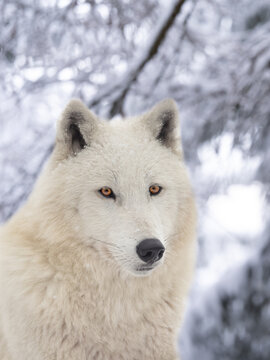 Close up portrait of white arctic wolf in winter snowy forest