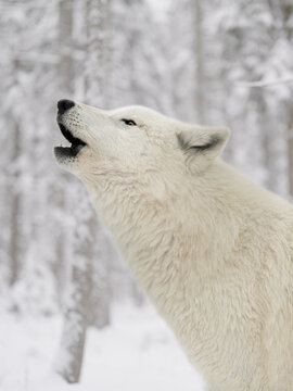 Howling white arctic wolf portrait in blurred snowy winter forest