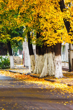 area of the old city park with lantern near bench under autumn tree. linden alley fall season in uzhhorod