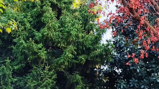 Dense branches and overlapping leaves fill the view, where dark evergreen needles contrast with yellow and red foliage beneath the open sky