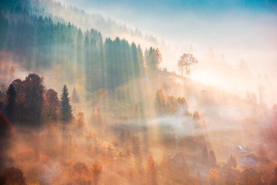 trees on meadow between hillsides with conifer forest in fog at sunrise. light beam through glowing misty atmosphere in the valley. autumn in Transcarpathia