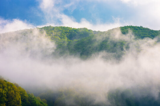beech forest in fog on hillside at sunrise. gorgeous nature background in spring mist