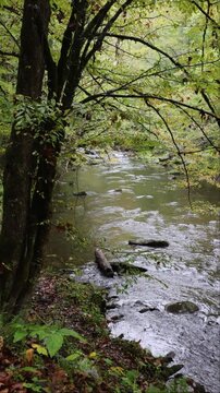 Middle Prong of Little River Flows Through the Tremont Section of Great Smoky Mountains National Park