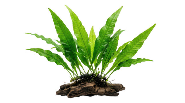 Java fern aquatic plant with roots on driftwood isolated against bright light for aquarium landscaping