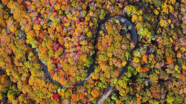 Car driving through colorful autumn scenery in mountain region. Winding forest road surrounded by golden leaves and cool air.
