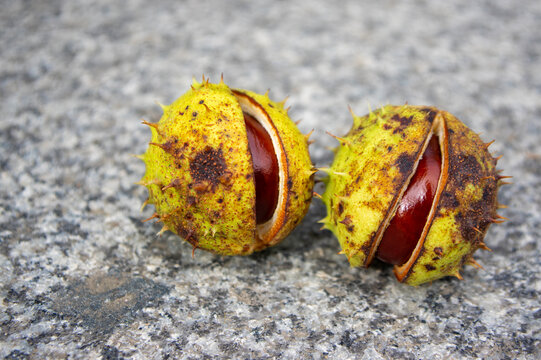 Open spiky chestnut husks with shiny brown seeds on rough stone surface photographed close up in natural light