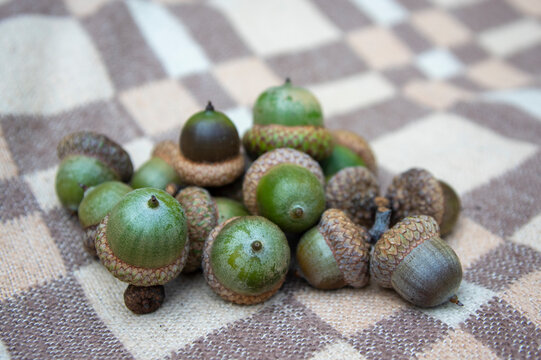 Close up of Northern red oak acorns with textured caps arranged on natural surfaces during autumn showcasing mature tree seeds