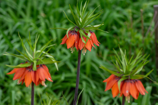 Blooming orange Crown Imperial Fritillaria imperialis flowers with water drops in spring