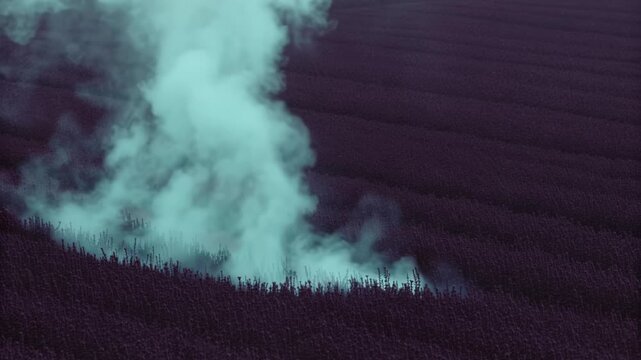 Pale mint vapor rising through a dark aubergine field