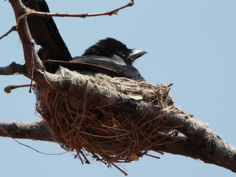 Fork tailed drongo bird sitting on nest