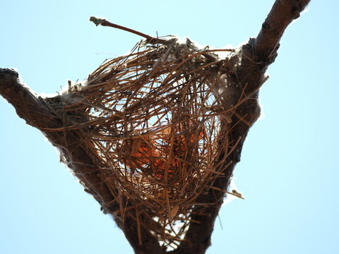 Fork tailed drongo bird eggs