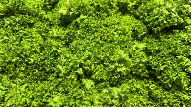 Dense arrangement of bright green curly lettuce leaves filling the frame in close up, leafy texture, fresh vegetables, salad greens, healthy food