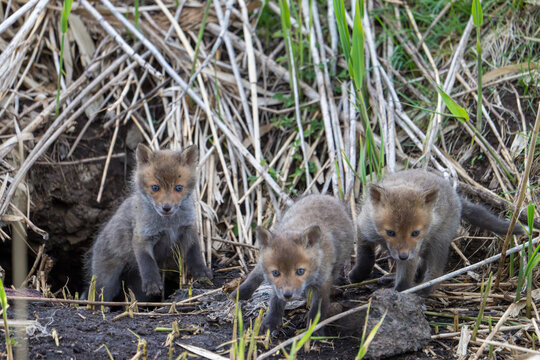 巣穴から出てきた野生のキタキツネの3匹の子ども
