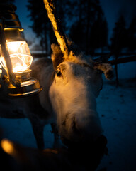 Reindeer herd in snowy winter wilderness during arctic polar night © AleCalo