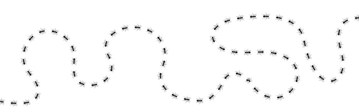 Ant trail. Ants marching in row. Insect colony invasion. Vector illustration on white background.