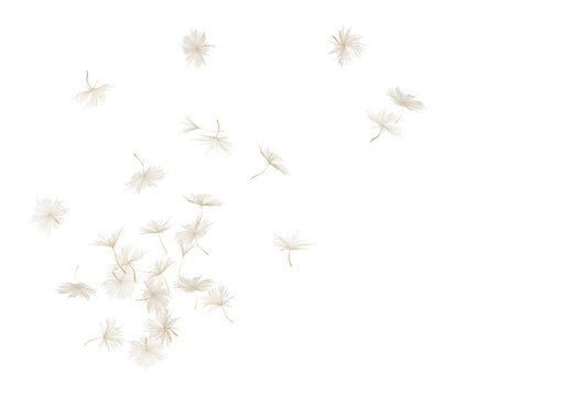 Many dandelion seeds flying in air against transparent background