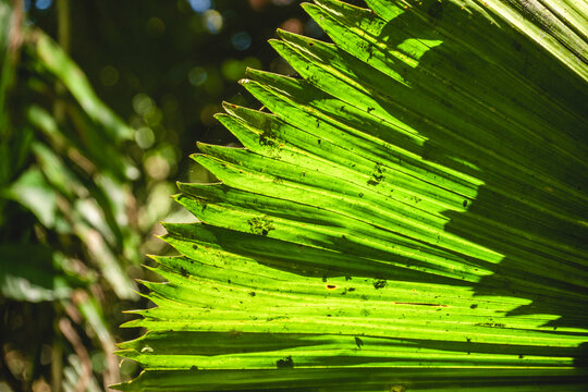 Fan palm leaves, most closely resembling the Ruffled Fan Palm (Licuala grandis) or a related species in the Licuala genus (such as Licuala orbicularis).