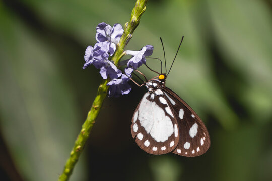 A Cairns Hamadryad (Tellervo zoilus), a small milkweed butterfly species belonging to the family Nymphalidae, perched on a purple flower.