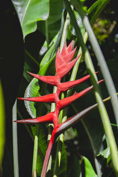 The image shows an erect inflorescence of a Heliconia plant, closely resembling Heliconia bihai or Heliconia caribaea (commonly known as a balisier or lobster claw).