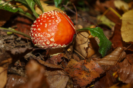 A bright red fly agaric mushroom grows among dry autumn leaves in the forest. Its rounded cap covered with white spots contrasts nicely with the earthy floor. This vivid natural scene captures the mys