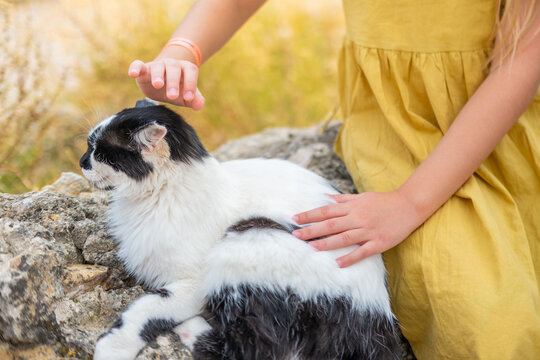 child hands stroking tabby Turkish street cat, stray animal care, tender petting moment, hotel resort garden, compassionate tourist interaction, outdoor pet friendship, Kindness love homeless pets