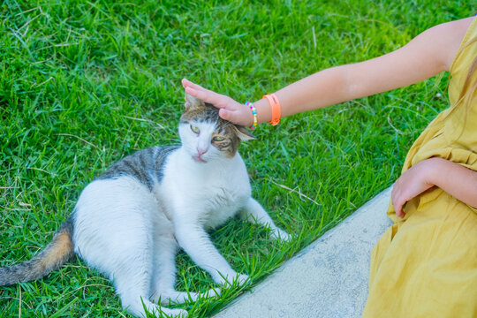 child hands stroking tabby Turkish street cat, stray animal care, tender petting moment, hotel resort garden, compassionate tourist interaction, outdoor pet friendship, Kindness love homeless pets