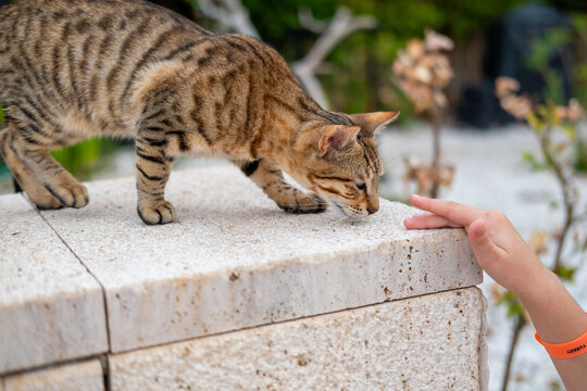 child hands stroking tabby Turkish street cat, stray animal care, tender petting moment, hotel resort garden, compassionate tourist interaction, outdoor pet friendship, Kindness love homeless pets