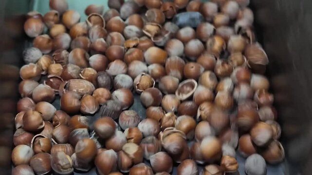 Extreme close up of hazelnut nuts vibrating in agricultural sorting machine for packaging and snack manufacturing process