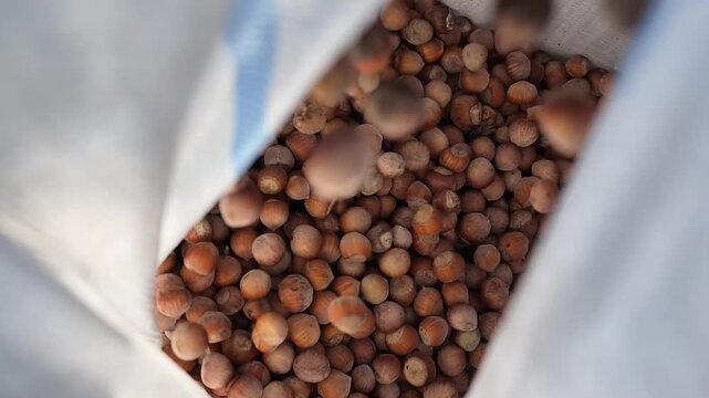 Detailed shot of organic inshell filberts cascading into polypropylene bag during seasonal agricultural yield collection