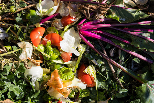 Fresh vegetable scraps, tomato peels and beet leaves lie on a garden compost heap in close up. A zero waste concept promotes recycling food leftovers into natural fertilizer.