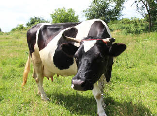 Black and white dairy cow grazing in a meadow © orestligetka