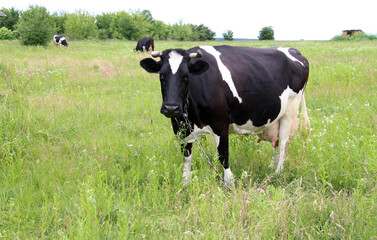 Black and white dairy cow grazing in a meadow © orestligetka