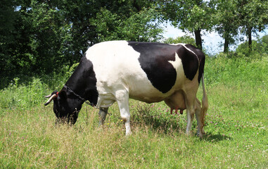 Black and white dairy cow grazing in a meadow © orestligetka