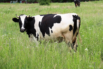Black and white dairy cow grazing in a meadow © orestligetka