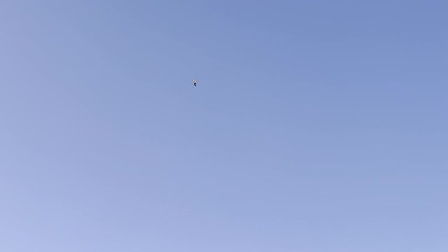 Lone bird flying high in the vast clear blue sky during a sunny day   