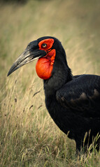 Ground hornbill largest species in the hornbill order  © Mark Butler 