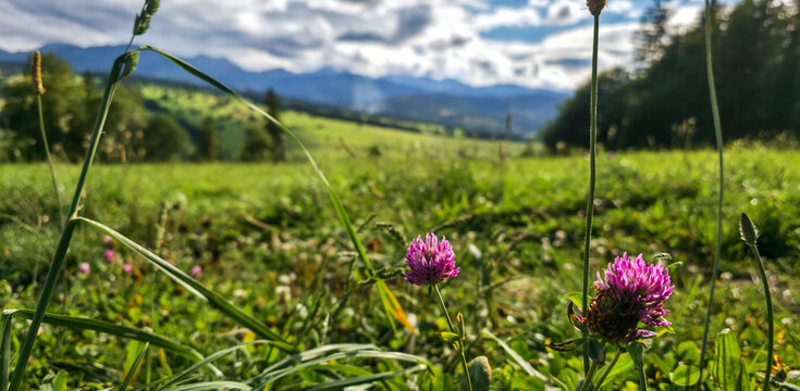 Blooming red clover flowers on green hills with blurred panorama of Tatra Mountains in Poland