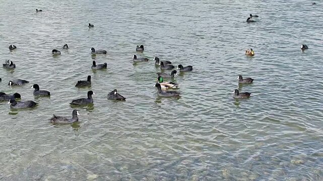 Ducks and waterfowl swimming across clear shallow lake water, creating gentle ripples while moving together near the shoreline in a natural outdoor habitat