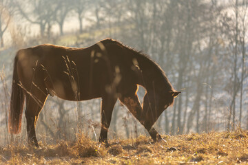 Pferde im Herbst © Nadine Haase