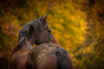 Pferde im Herbst © Nadine Haase