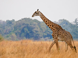 Giraffe in South Luangwa National Park - Zambia © Dr Livingstone