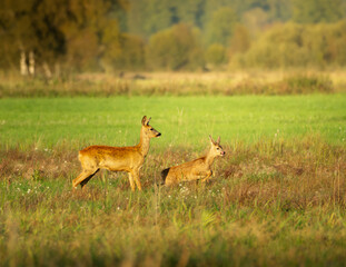 European roe deer (Capreolus capreolus) female and fawn standing in a green meadow during golden hour, wildlife photography. © Piotr