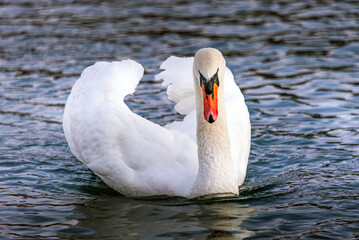 A white adult swan glides gently along the river. © silentriver62
