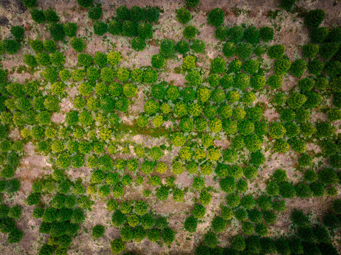 Aerial view of a Christmas tree plantation with rows of young evergreen trees and patches of dry ground in Strand, Rogaland, Norway.