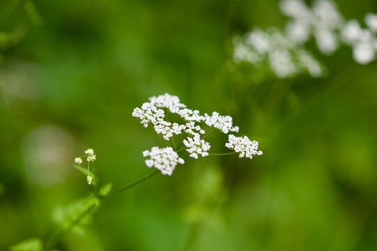 Delicate white umbel flower of wild chervil on green bokeh
