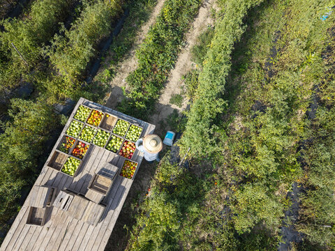 Aerial view of a farmer picking tomatoes in the field and loading them onto a flatbed trailer in Berkeley Springs, West Virginia, United States.