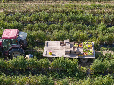Aerial view of a red tractor pulling a flatbed trailer loaded with crates of fresh tomatoes in a field with a farmer working nearby in Berkeley Springs, West Virginia, United States.