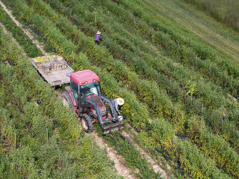 Aerial view of farmers picking tomatoes in a field with a red tractor pulling a flatbed trailer loaded with crates in Berkeley Springs, West Virginia, United States.
